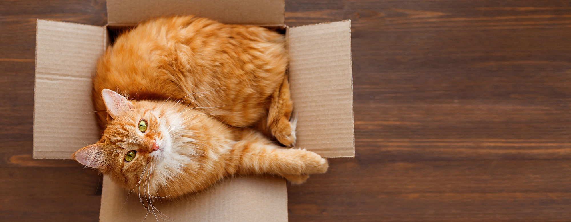 Auch Hundeliebe geht durch den Magen