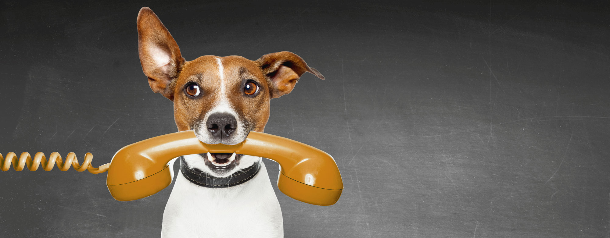 Auch Hundeliebe geht durch den Magen