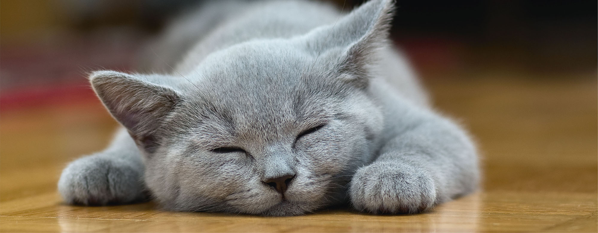 Auch Hundeliebe geht durch den Magen