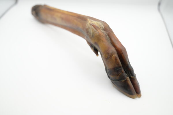 Hirschbein natur ohne Fell, 1 Stück